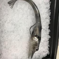 Icefish