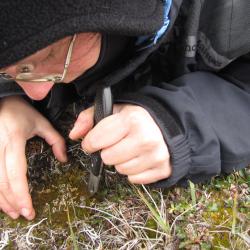 Slicing Some Lichen