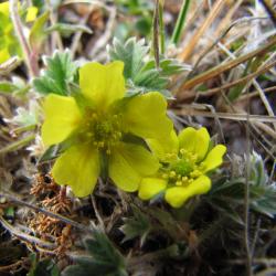 Potentilla hyparctica