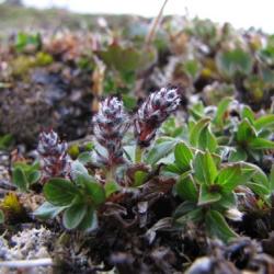 Salix rotundifolia