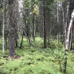 Trees walking into Bonzana Creek Site