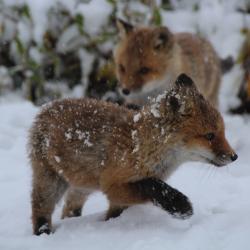 Close-Up of Fox Cubs