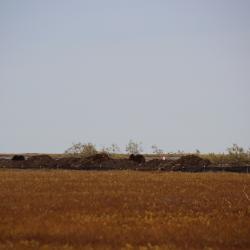 Far-away Musk Ox