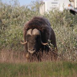 Male Muskoxen