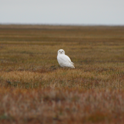 Arctic Snowy Owl - Males are whiter than females