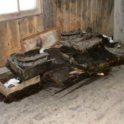 Dead seals in Scott's Discovery Hut, Ross Island, Antarctica.