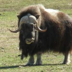 Bull Musk Ox at the Large Animal Research Station (Fairbanks, Alaska)