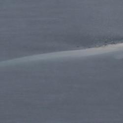 Beluga whale.  Courtesy of Dr. Kate Stafford. Photo taken May 10th, 2009.