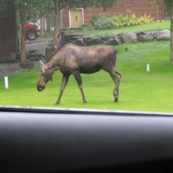 Moose in Anchorage with PolarTREC educator Lisa Seff and Dr. Robert Campbell