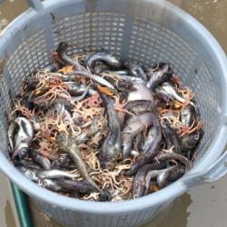 Arctic cod and brittle stars caught in the mid-water trawl net.  September 2017.  Photo by Lisa Seff.