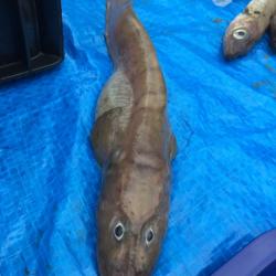 Arctic eelpout Lycodes reticulatus