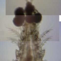 Copepod with eggs attached