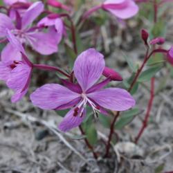 Niviarsiaq, the national flower of Greenland