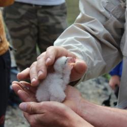 Peregrine Falcon Chick