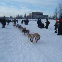 Dog Sled Team at Start of Yukon Quest