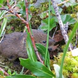 Tundra Vole