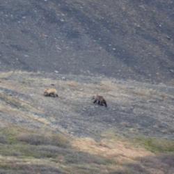 Grizzly Bears on Mount Slope