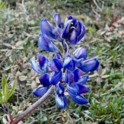 Wildflower along the Dalton Highway