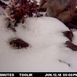 Ground Squirrel and Pedicularis