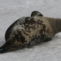 Weddell Seal