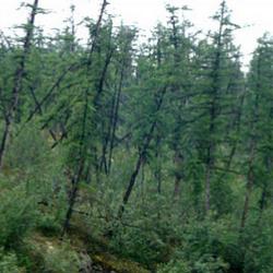 Drunken Trees in Taiga