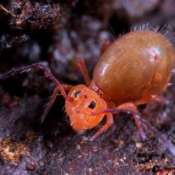 Collembola