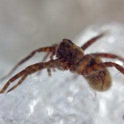 Ice Spider