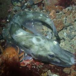 The icefish _Chaenocephalus aceratus_.  photo credit: Bill Baker