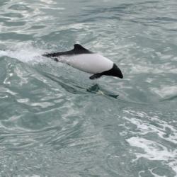 Commerson's Dolphin