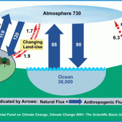 Carbon Cycle Diagram