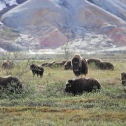 Musk ox 