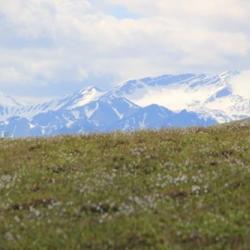 Tundra and Brooks Range