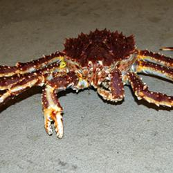 Red king crab