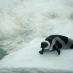 Ribbon seal.