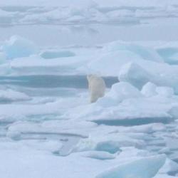 Polar Bear (Ursus maritimus)