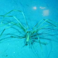 Sea spider