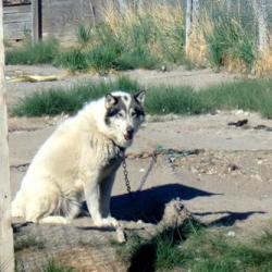 Sled Dog in Kangerlussuaq