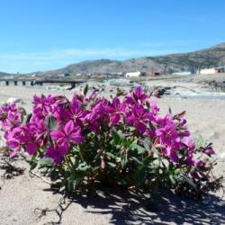 Flower in the Kangerlussuaq Sand