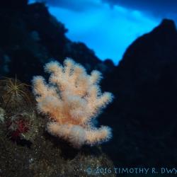 sea spider and soft coral