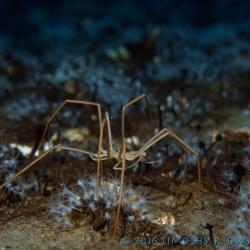 sea spider