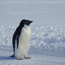 adelie penguin