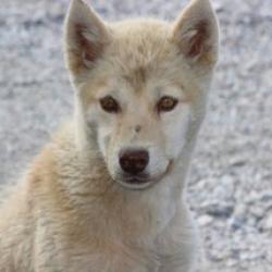 Greenland husky pup