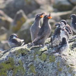 Crested and Least Auklets