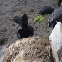 Cormorants