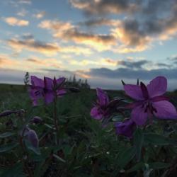 Pink Arctic flowers