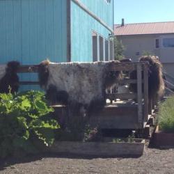 Musk Ox Skins Drying