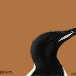 Thick-Billed Murre