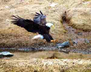 eagle landing